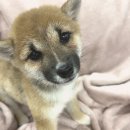 강아지는 내 운명 이미지