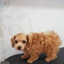 리리네 펫살롱 이미지