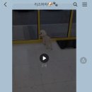 리즈퍼피 이미지