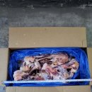 GBP_S Marrow Bone Cut_절단사골 이미지