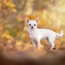 도그앤캣 이미지