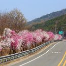 능수