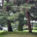 순흥의 연리지송 이미지