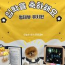 호텔멍 | 부산애견호텔 멍데뷰 이용 후기 🐶 강아지가 진짜 주인인 곳을 드디어 찾았어요!