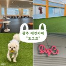 두부네 애견카페 | [경기광주] 놀이방 애견카페 &#34; 도그코&#34; 방문후기 (whit. 두부🐶)