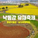 💐경남창녕 "남지유채밭축제" 드론영상 💐 [ 전국명소탐방69 ] 이미지