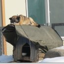 개팔자 상팔자 이미지