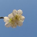 매화마을길 이미지