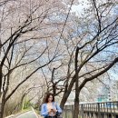 반포천 | 서울 사람없는 벚꽃명소 | 반포천 실시간 벚꽃 최신후기 사진잘찍는팁