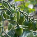 해피농장 이미지