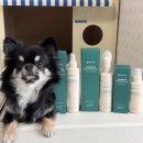 로니펫 | 강아지 피부 관리법 페페로니펫 스킨케어 클렌저 미스트 크림 피부 진정 후기