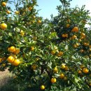 황금빛농장 이미지