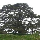 부창사거리 | (부산)봉대산(남산)~죽성리 왜성~죽성리 해송~어사암~죽성 성당~황학대 여행&amp;산행-2016년 4월 28일 목요일