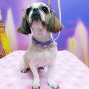 퍼피 투게더 이미지