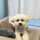 댕이몰