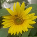 제주도유 이미지