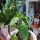 대유농장 이미지