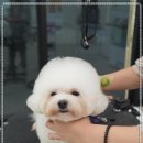 대구애견미용 강아지호텔 모여라솜뭉치 | 천연 아로마 제품을 사용하는 대구애견미용 강아지호텔 모여라솜뭉치