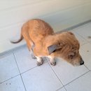 영일주유소 이미지