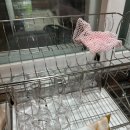 레몬향데이지 | 하동 에어비앤비 신상 숙소 레몬향데이지