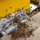 벌과 사람 이미지