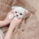 디어마이퍼피 이미지