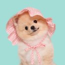 블루멍 펫 테라피 이미지