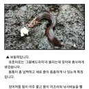 고망 이미지