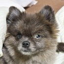 초록동물병원 | 부산 24시 동물병원 | 24시 리본동물의료센터