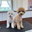 살롱드댕댕 이미지