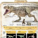 ﻿[재미있는 과학] 공룡﻿(Danosour) - 화려한 깃털 달린 화석 발견… 살아남은 일부는 조류로 이미지