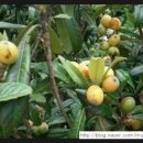 개나리꽃민박 이미지