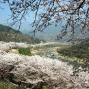 전국 ﻿﻿봄꽃 여행지 모음﻿여행]|☞ 이미지
