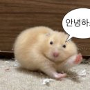 구울램