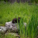 고양이동산 이미지