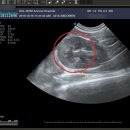 돌봄동물메디컬클리닉 이미지