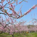 도화 농장 이미지