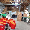 중귤농장 이미지