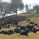 까망흑염소농장 이미지