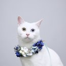 고양이 별 이미지