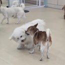 아지트댕댕 이미지