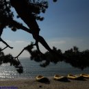 방풍림이 이렇게 아름다워요.. 해남 송지 바닷가의 소나무(송림) 이미지
