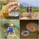 익산마한옛터 한울타리에서 [100% 직접재배] 2015년산 햇땅콩. 들깨 판매합니다. 이미지