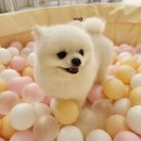 댕구르르 이미지