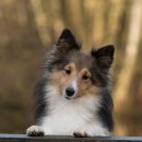 이삭애견훈련소 이미지