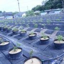 고바우농장 이미지