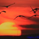 철새박물관 이미지