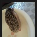 몽몽이# 이미지