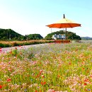 장성황룡강노란꽃잔치 축제장5 | 장성 가볼만한곳 2025 장성 황룡강 축제기간 볼거리