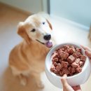 펫푸드팩토리 이미지